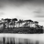 Tree Island, Ireland 2014